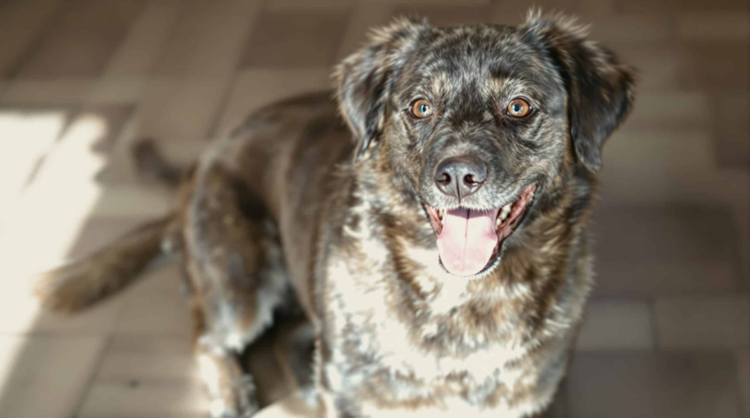 découvrez la fréquence idéale pour laver votre chien et assurez sa santé et son bien-être. apprenez les conseils d'experts pour maintenir une bonne hygiène de votre compagnon à quatre pattes, tout en respectant son type de pelage et son mode de vie.