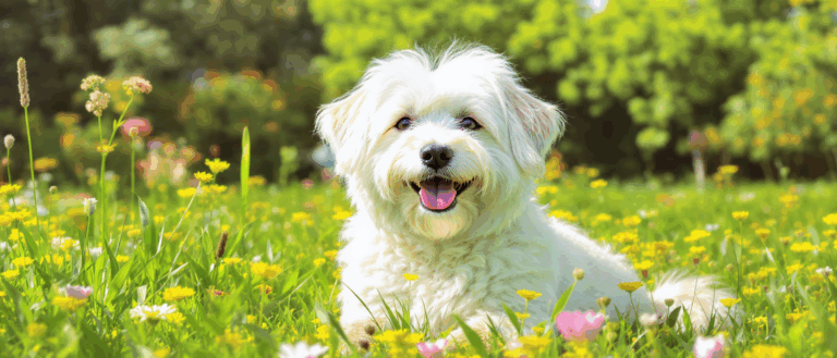 découvrez le coton de tuléar, une race de chien connue pour sa douceur et son caractère affectueux. apprenez tout sur ses traits uniques, ses besoins en soins et pourquoi il pourrait devenir votre compagnon idéal.