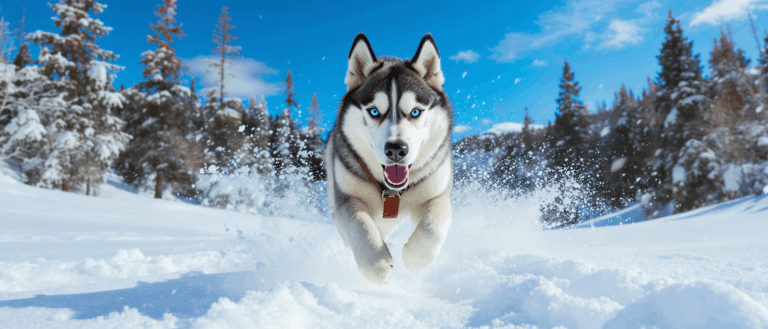 découvrez tout ce qu'il faut savoir sur le husky sibérien, ce magnifique chien au regard envoûtant et à l'énergie contagieuse. apprenez à connaître ses caractéristiques, son tempérament et les soins nécessaires pour élever cette race fascinante.