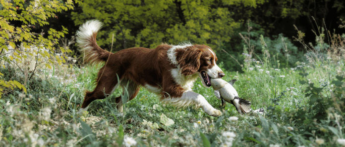 découvrez le springer anglais, un chien de chasse polyvalent, réputé pour son énergie, son intelligence et son dévouement, idéal pour les amateurs de chasse et de compagnons fidèles.