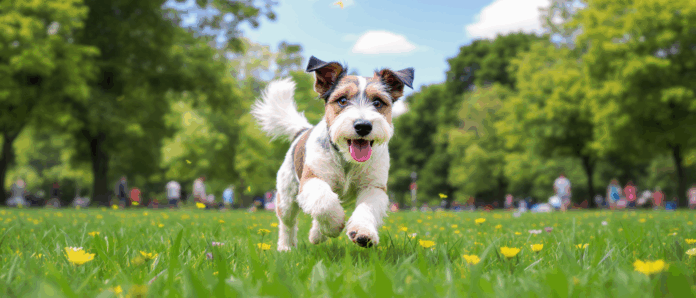 découvrez le parson russell terrier, un chien vif, intelligent et plein d'énergie, idéal pour les familles dynamiques. apprenez tout sur son caractère, ses besoins et ses conseils d'éducation.