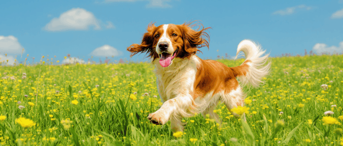 découvrez le setter anglais, un chien loyal au tempérament joyeux et sociable. apprenez-en plus sur ses caractéristiques, son éducation et son rôle en tant que compagnon idéal pour toute la famille.