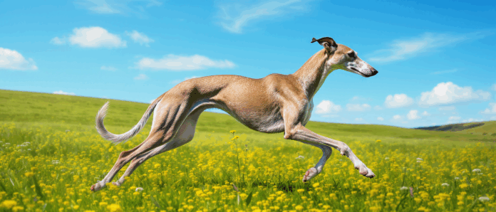 partez à la découverte du lévrier espagnol, un chien élégant et rapide, reconnu pour sa grâce et son caractère affectueux. apprenez-en plus sur ce fidèle compagnon au tempérament doux et à la prestance unique.