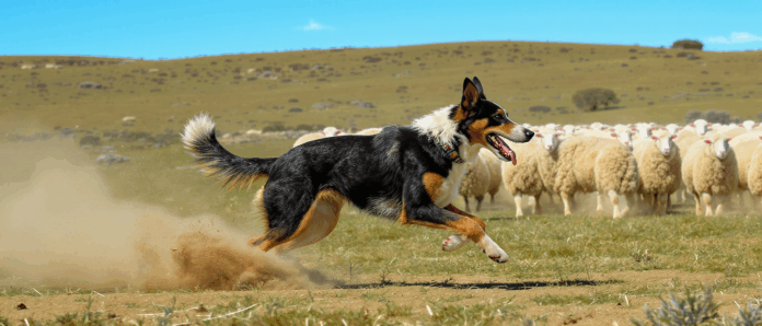 découvrez tout sur l’australian kelpie : origine, caractère, besoins et conseils pour bien vivre avec ce chien de berger énergique, intelligent et fidèle. idéal pour les familles actives !