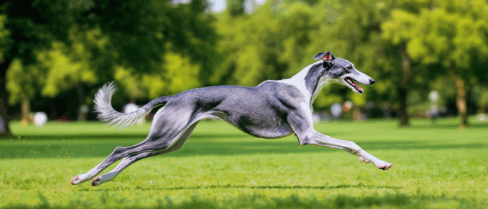 explorez le lévrier polonais, un chien remarquable par son élégance et sa rapidité. apprenez-en plus sur cette race noble, ses caractéristiques et pourquoi elle fait un excellent compagnon fidèle.