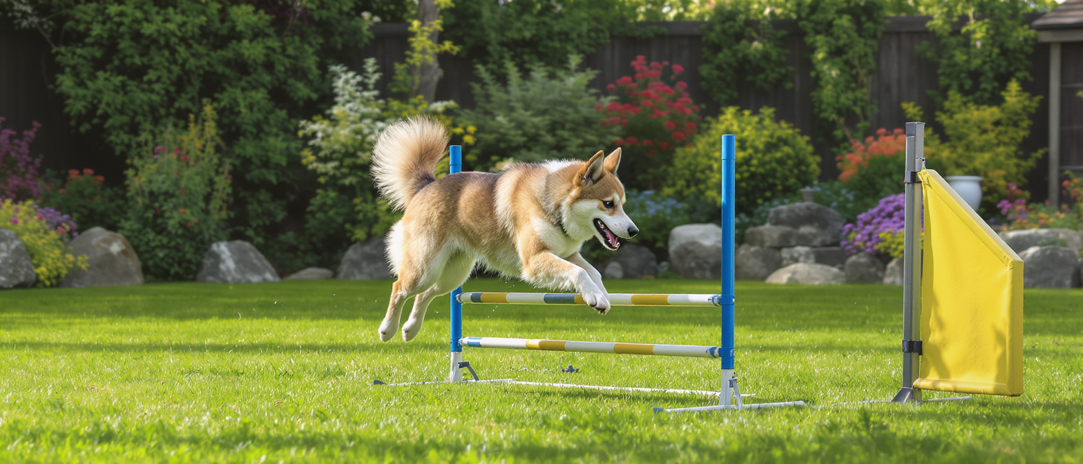 découvrez le shikoku, un chien japonais primitif et athlétique. origines, tempérament, spécificités et conseils pour mieux comprendre cette race rare et fascinante.