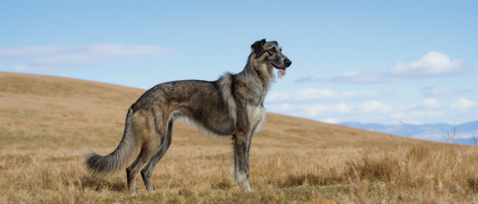 découvrez le lévrier écossais, un chien élégant et rapide, parfait compagnon alliant grâce et agilité. apprenez tout sur son caractère et ses qualités uniques.