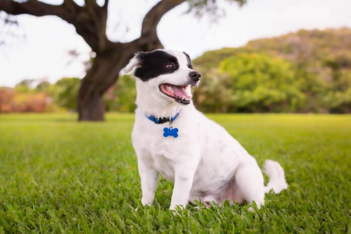 Quel collier choisir selon la morphologie de votre chien